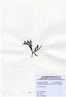 藏品(三角翼枝藻)的圖片